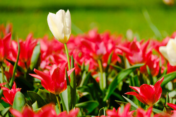 colorful blooming tulips flowers in early spring