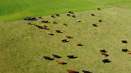 A cows on a green pasture, a farmer's field. Agricultural landscape. Animal husbandry.