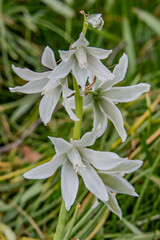 Drooping Bethlehem Star, York County Pennsylvania USA, Pennsylvania