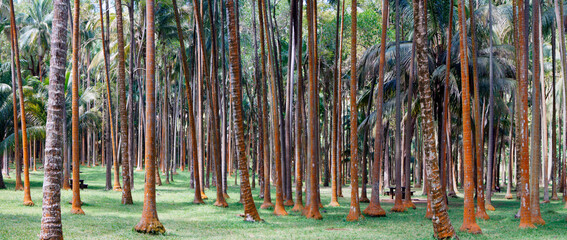Obraz premium Eucalyptus forest on the island of Reunion, France