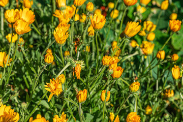 Pot marigold (Calendula arvensis)