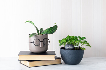 Young plant of Sansevieria Cleopatra in pot with bespectacled face imitating hair and pot of pelargonium. Indoor plants in interior. Concept: decor, care and cultivation. Lifestyle and hobby.