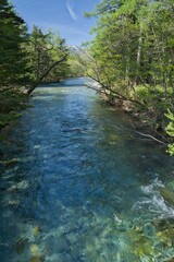 river in the forest