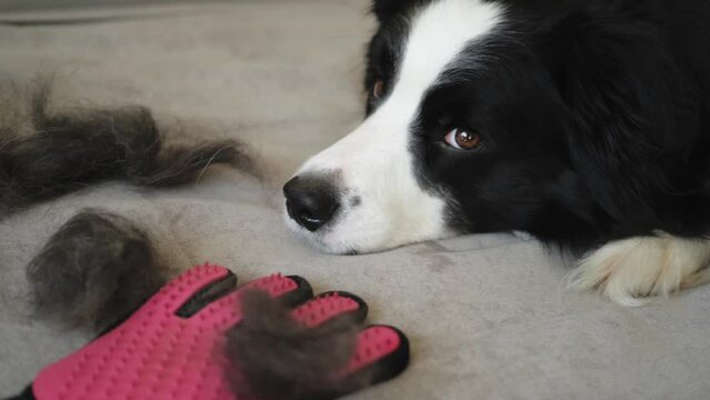Funny cute puppy dog border collie with fur in moulting lying on couch at home. Furry dog and wool in annual spring or autumn molt at home indoor. Pet hygiene allergy grooming concept.