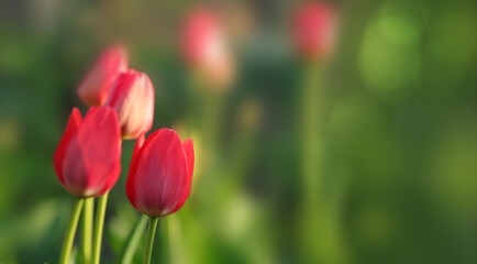 Springtime red tulip flowers in soft focus on natural spring background with bokeh.