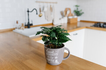 Coffee tree plant on wooden table, view on white kitchen in scandinavian style