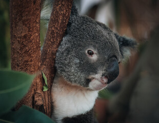 A wild Koala climbing a tree. soft focus. New South Wales, Victoria, Australia.