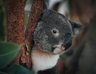 A wild Koala climbing a tree. soft focus. New South Wales, Victoria, Australia.