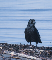 schwarzer Rabe -black crow-