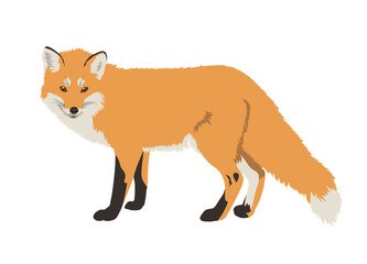 Realistic red fox vector illustration