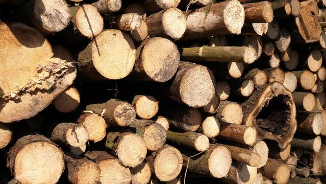 Nearly felled trees in the forest, the logging industry