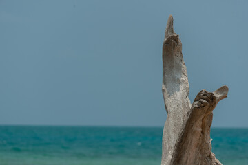 tree on the beach