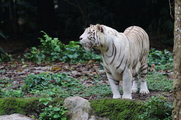 Fototapeta na wymiar White Tiger few rare species