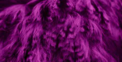 violet feathers of the owl with visible details