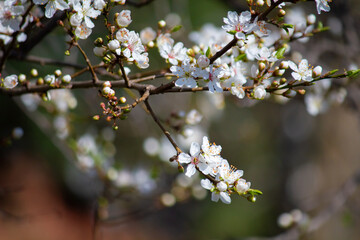 Prunus cerasifera blooms in spring.