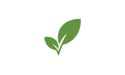 Fototapeta na wymiar green plant isolated on white background