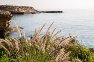 Grass on Headland with Sea at El Campello; Alicante; Spain - 591559482