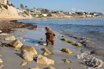 Spanish Water Dog on Almadrava Beach; El Campello; Alicante; Spain - 591559483