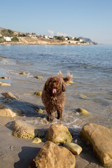 Spanish Water Dog on Almadrava Beach; El Campello; Alicante; Spain - 591559489