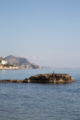 Gannet Bird on Rock; Almadrava Beach; El Campello; Alicante; Spain - 591559496