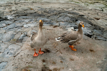 Two gray geese on the stones on the embankment of Lake Geneva.
