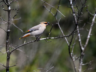 Bohemian Waxwing foraging on berries in early spring on green background