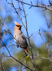 Bohemian Waxwing foraging on berries in early spring on blue sky