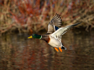 Male mallard landing on pond in early Spring