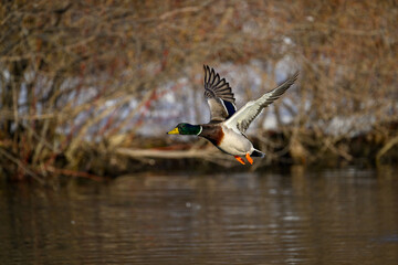 Male mallard landing on pond in early Spring