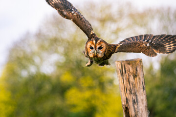 Tawny owl in flight, flying towards camera