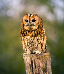 Tawny Owl perched on fence post, close up