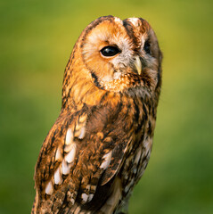Tawny Owl close up portrait on defocused green background