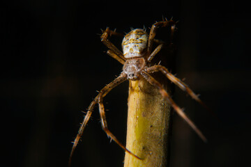 spider on a surface