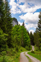 Gravel road through the green forest on a beautiful day, blue sky with white clouds and mountain peak in the background, Tyrol, Austria