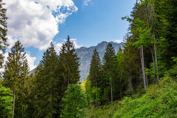 Fototapeta na wymiar View through the forest to the peaks of the Austrian Alps on a beautiful sunny day