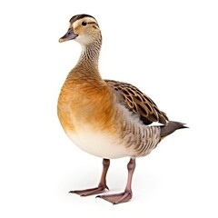 duck isolated on white background