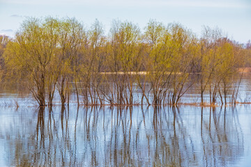 Spring flood. The water level in the river rises and floods the trees. Picturesque nature