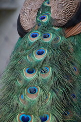 A beautiful peacock in captivity