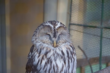 sleepy owl at the zoo