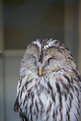 sleepy owl at the zoo