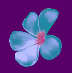 Closeup, Frangipani flowers white pure cyan color blossoml bloom isolated on purple background for design stock photo ,Plumeria, Graveyard Tree