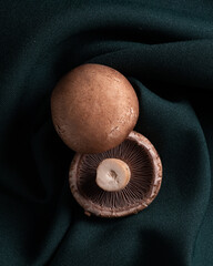 mushroom 10
