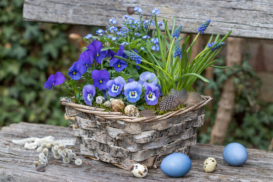 blaue Hornveilchen, Traubenhyazinthe und Vergissmeinnicht im Korb im Garten