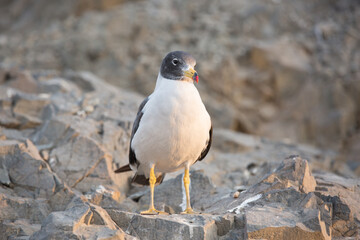 Seagul in sunset standing up in a rock Lima Peru