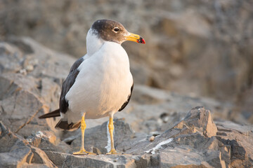 Seagul in sunset standing up in a rock Lima Peru
