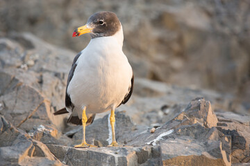 Seagul in sunset standing up in a rock Lima Peru