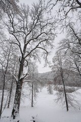 Fototapeta na wymiar Snowy park in Lithuania