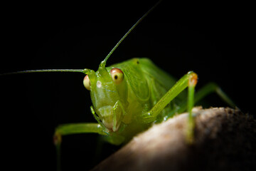 grasshopper on a leaf