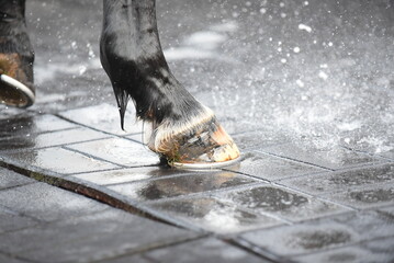 horse Hoof splashed with water on rubber matting surface, heel, toe, shoe, shod, farrier, blacksmith