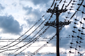 Electric pole wire line cable post, bird sits on one of the wires with fluffy clouds on background.